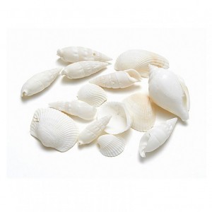 CONCHIGLIE MIX KG 1 - white