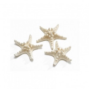 STELLE MARINE 10-15 cm 12pz - bleached