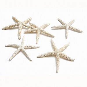 STELLE MARINE 10-15 cm 10pz - bleached