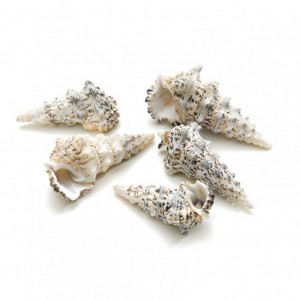 CERITHIUM NODELOSUM SHELLS KG 1