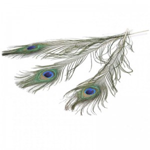 PEACOCK FEATHERS 90-100cm 6pcs -natural