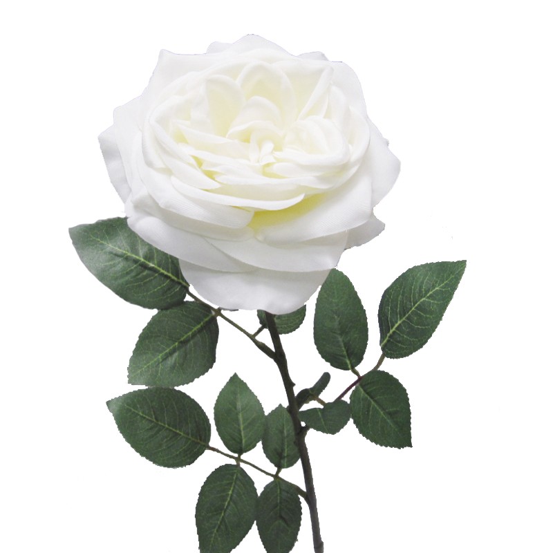 Rosa gina h70 cm ro -white *