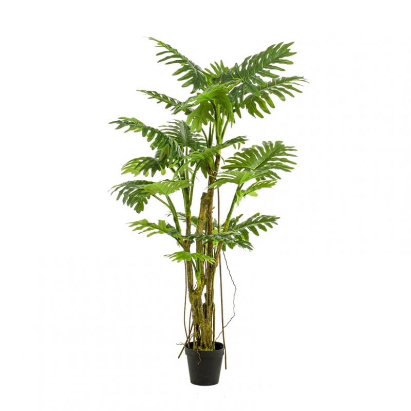 Pianta philodendron h195cm pn *