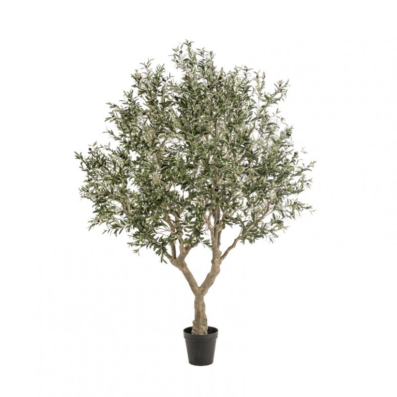 Pianta olivo h250cm pn *
