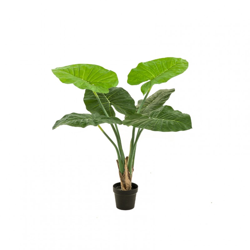 Pianta alocasia h90cm pn *
