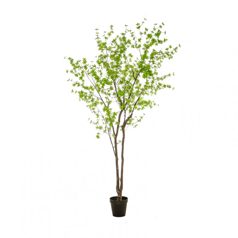 Pianta nasturzio h300cm pn *