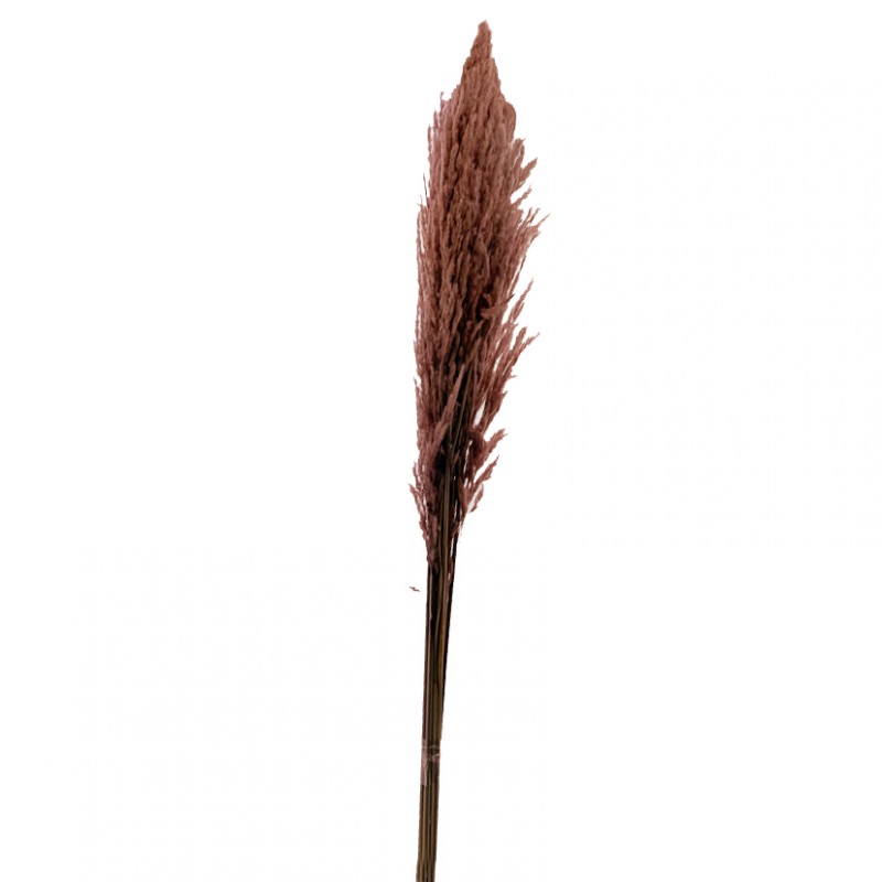 Eryanthus 10pz h115cm - rosa