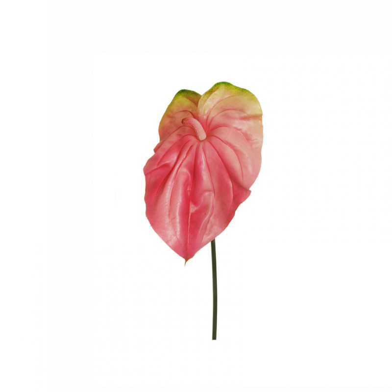 Anthurium h92 cm an - pink/green*