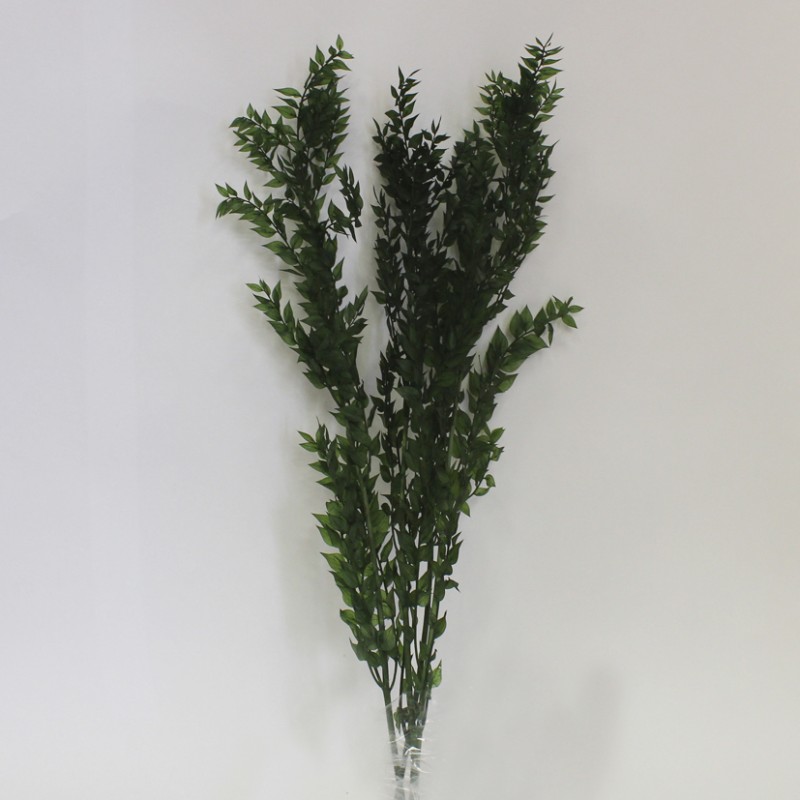 Ruscus h60/70cm 150gr. - oliva