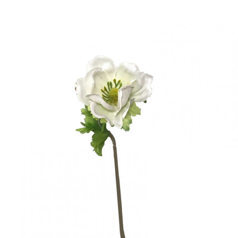 Anemone x1 h35 cm an -bianco *