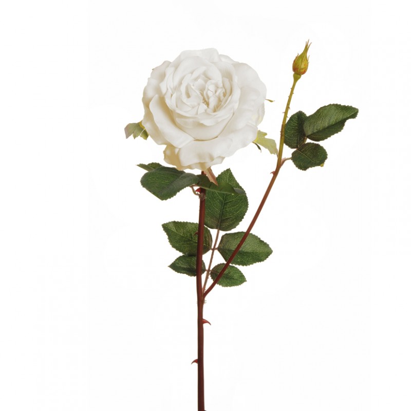 Rose wild h67 cm ro -bianco puro *