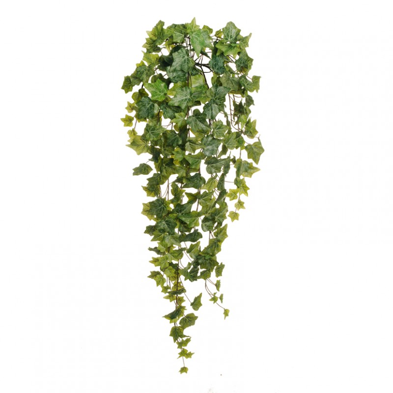 Edera cadente h100 ed -green *