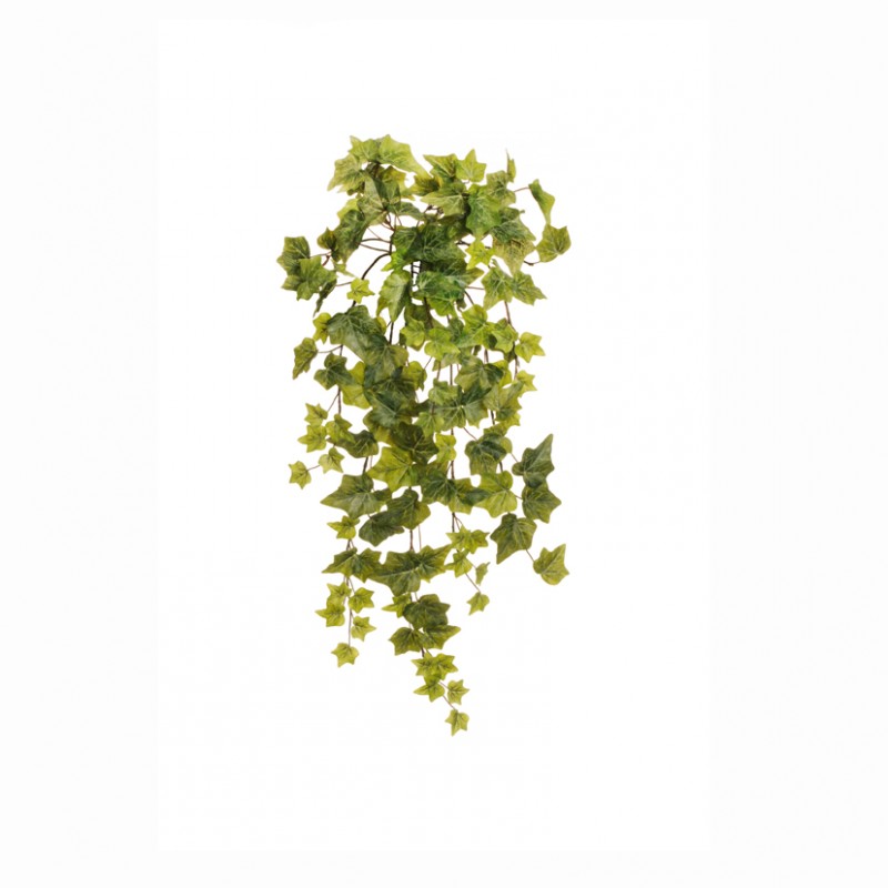 Edera bush cadente h70 ed-frosted green*