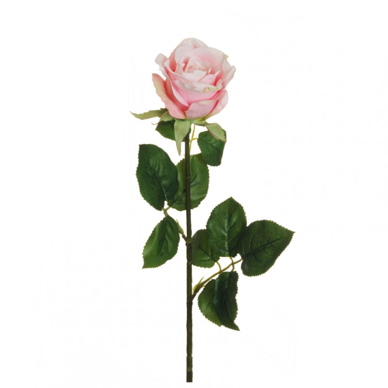 Rosa bud h77 cm ro -rosa *