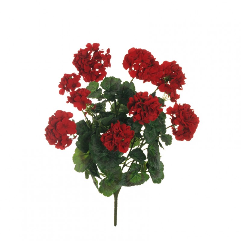 Geranio bush x6 64cm ge -red *