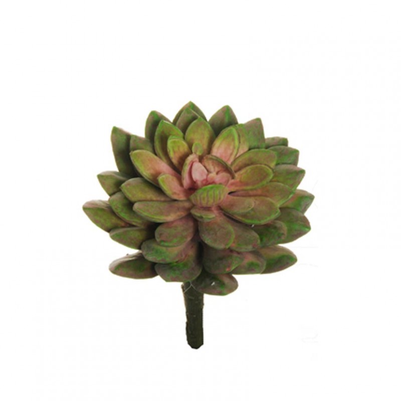Succulent h13 cm pg -green pink *