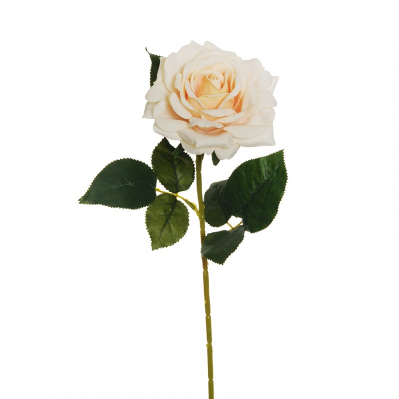 Rosa regina velvet h74 cm ro - cream *