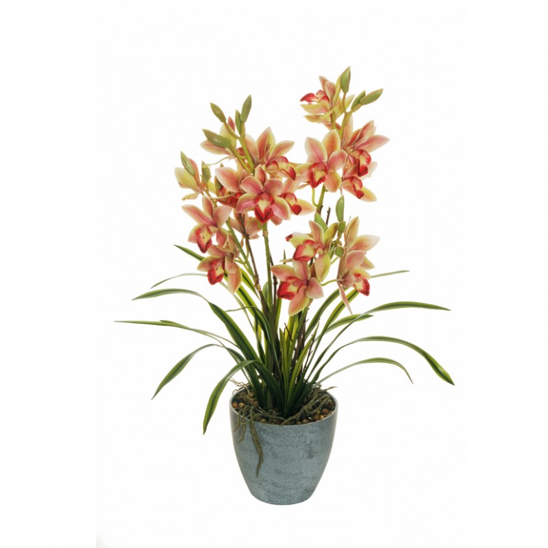 Orchid plant cm 64 - or43,85 *