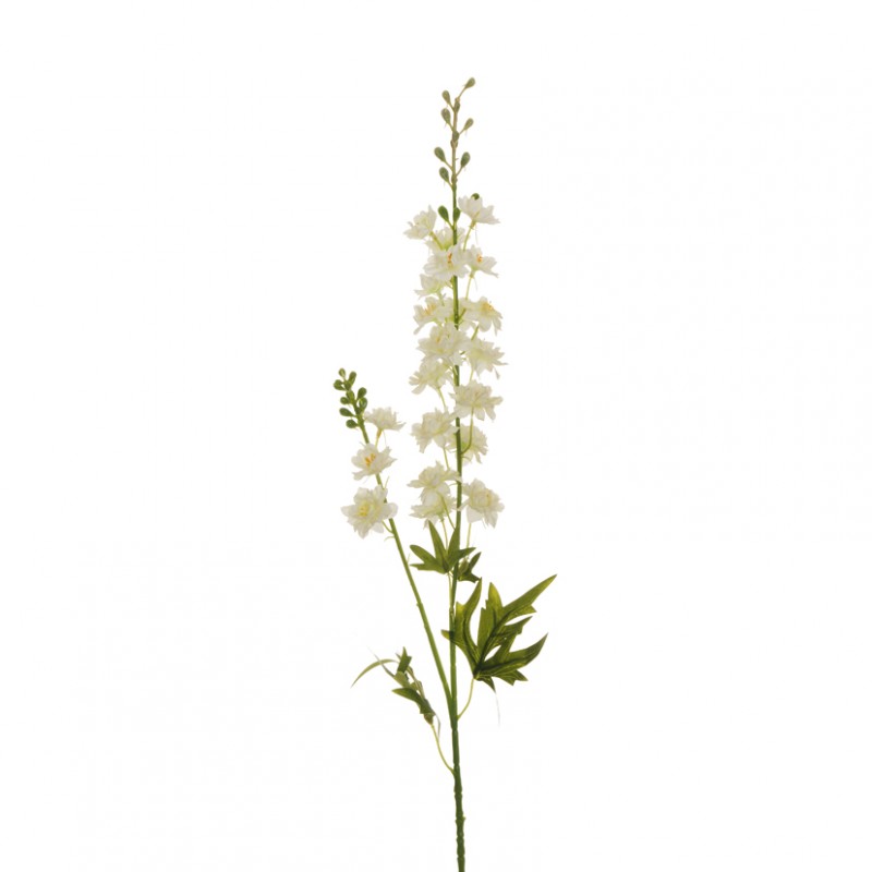 Delphinium speronella x2 h87 de - white*