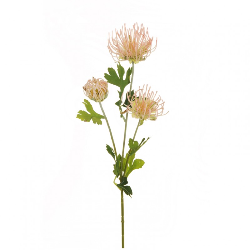 Cordifolium x3 h68cm co -lightpinkcream*