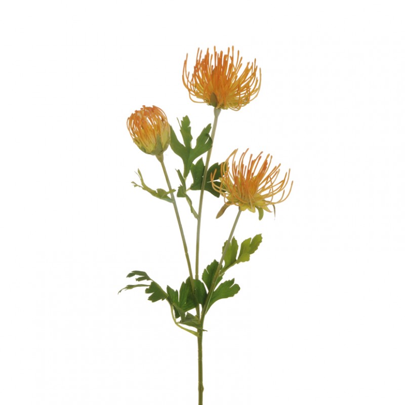 Cordifolium x3 h68cm co - light orange*