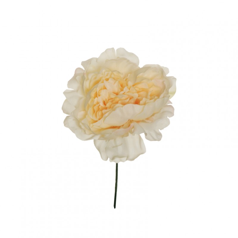 Peonia testa d14 h18 cm pe -ivory *