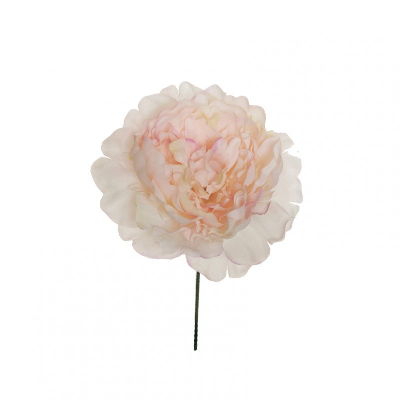 Peonia testa d14 h18 cm pe -cream light*