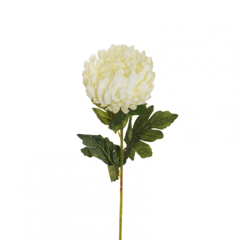 Crisantemo h76 cr * - white