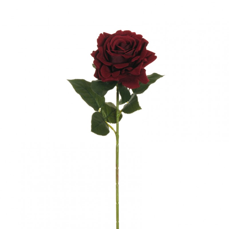 Rosa regina velvet h74 - burgundy *