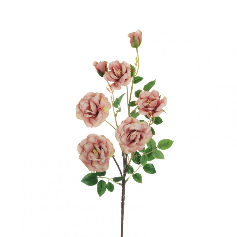 Rosa dogwood h75 cm ro -crema/malva *