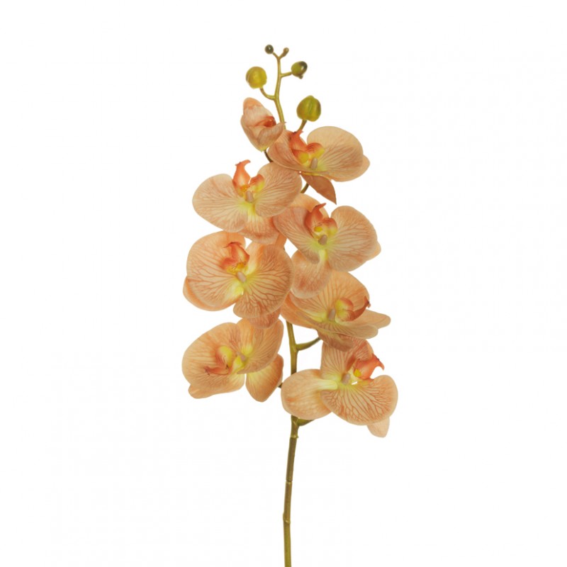 Orchidea phalaenopsis h102 or-lig brown*