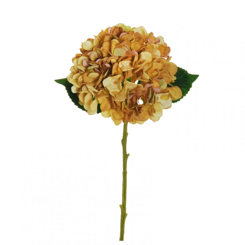 Ortensia h50cm or-autumn yellow*