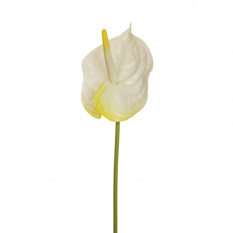 Anthurium h69 an - white yellow*