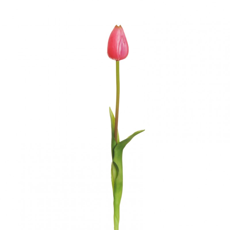 Tulip rubber h50cm tu-fuchsia *