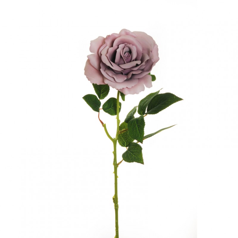 Rosa queen d12 h64 ro - lilac  *