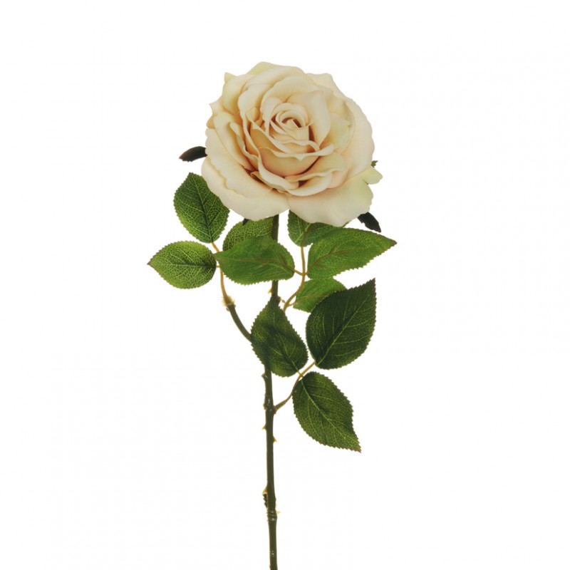 Rosa queen d12 h64 ro - ivory *