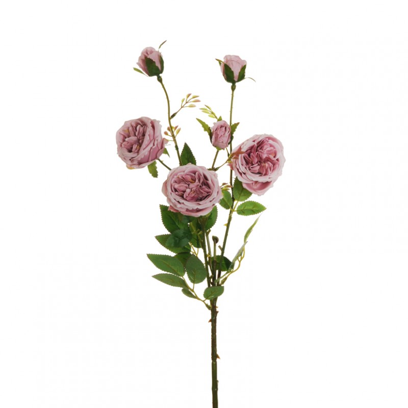 Rosa austin x3 h67 ro - mauve *
