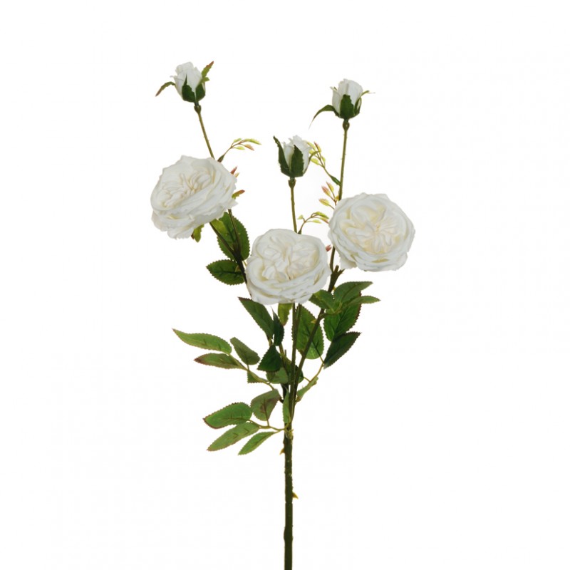Rosa austin x3 h67 ro - white *