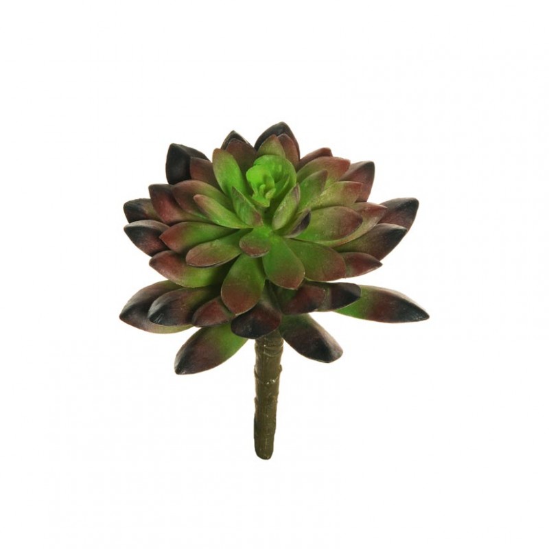 Echeveria d10 h13,5 pg-burgundy/green*