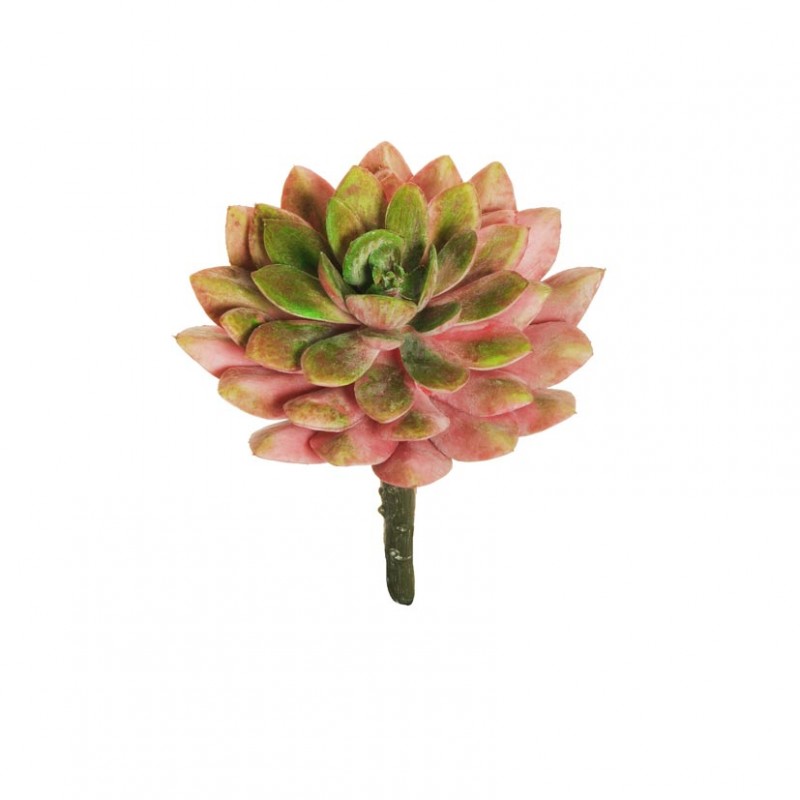 Echeveria d10 h13,5 pg- pink *