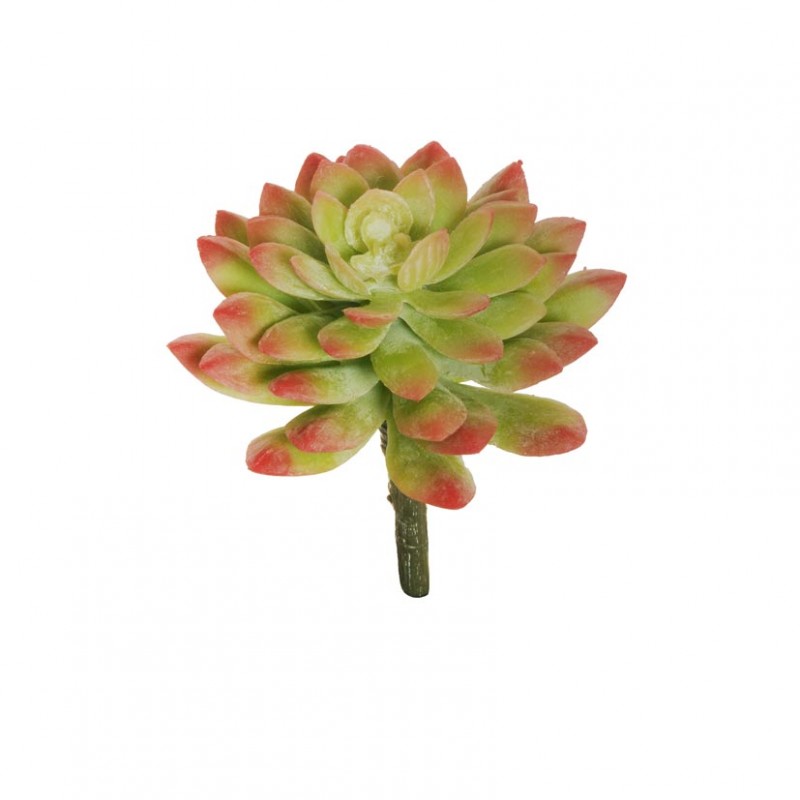 Echeveria d10 h13,5 pg- red green*