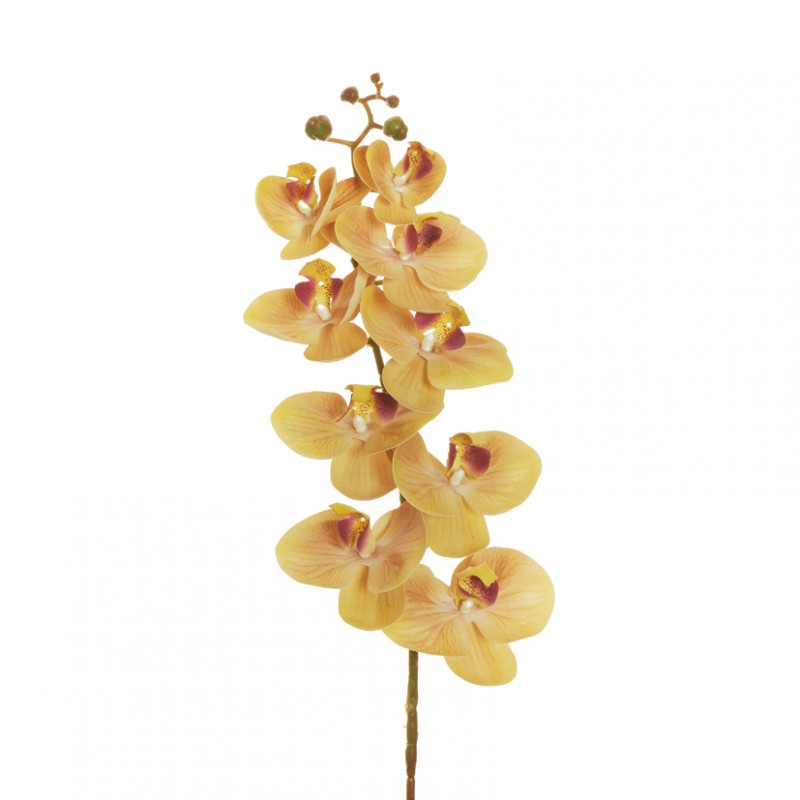 Orchidea phalaenopsis or h96 - light b*