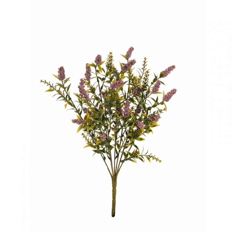 Ligustrum bush x7 h40 bu - lavender *