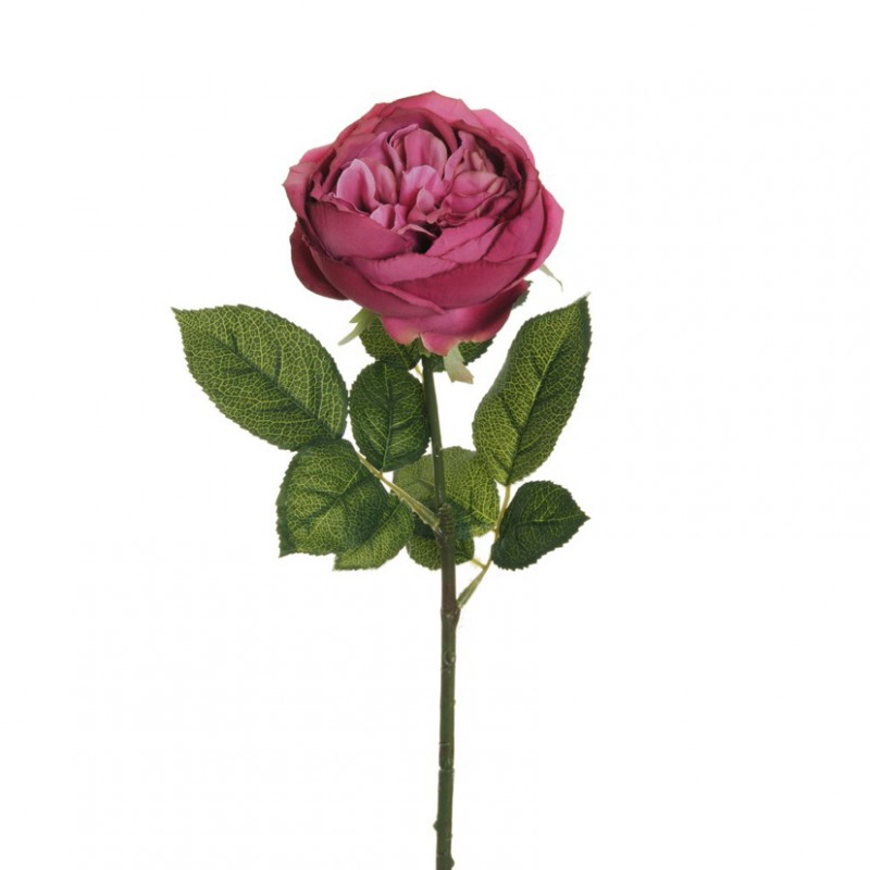 Rosa cabbage x1 h64 ro - fucsia *