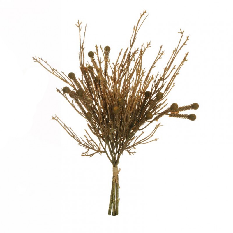 Brunia albiflora mazzo x3 h52 au-brown*
