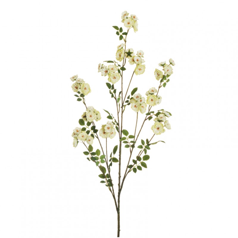 Rosa dogwood ramo h143 ro - cream