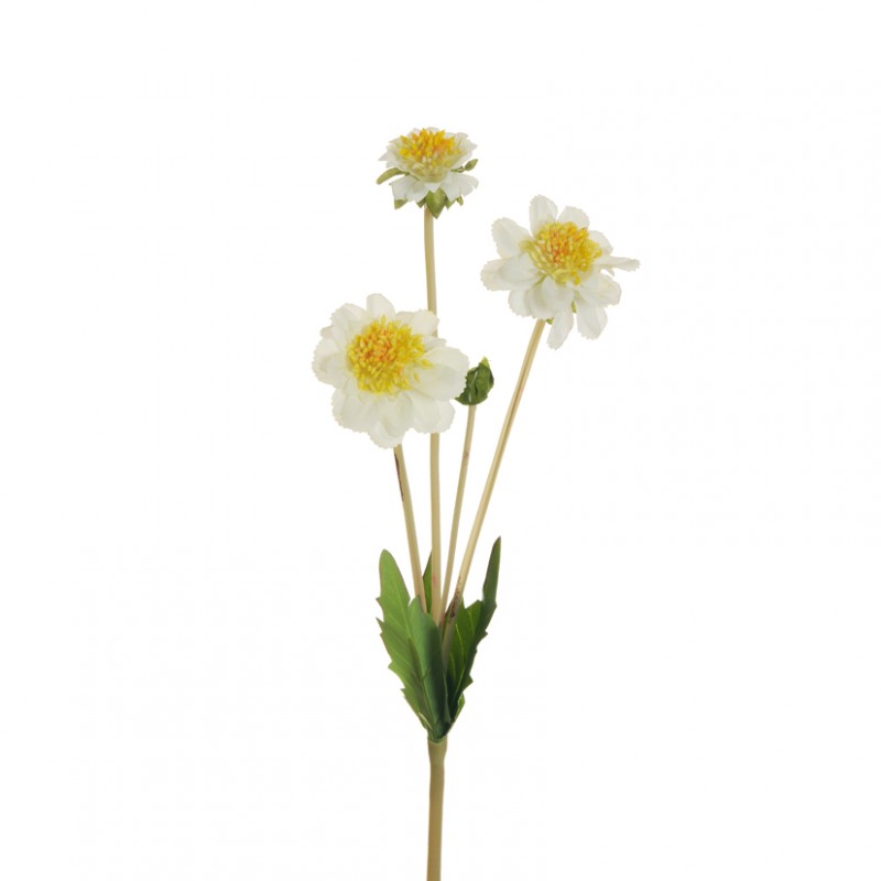 Scabiosa ramo x3 h47 sc - white*