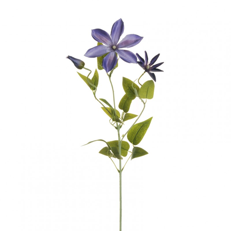 Clematis ramo x3 h72 cl-violet/lavender*