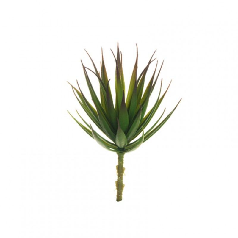 Aloe d11 h22 pg - green/violet *