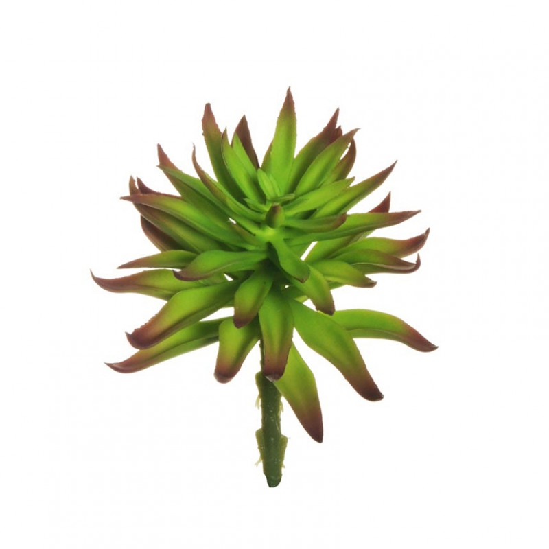 Aloe aristata d12,5 h17 pg-grey/gr*